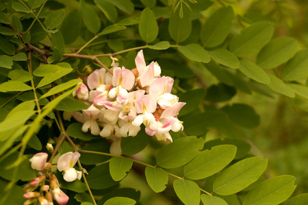 Branches of densely blossoming acacia in city conditionsの写真素材