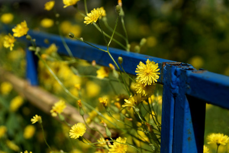 Yellow wild flowers on a lawn in the yard of an inhabited town houseの写真素材