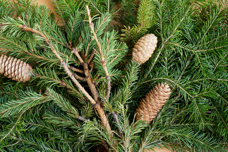 Fir cones on the cut-off green branches of a fir-tree