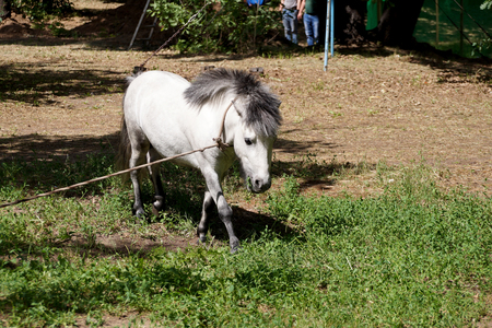 Pony as the representative of fauna, is grazed on a lawn on tourist baseの写真素材