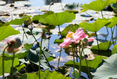 Lotus flower in a flood plain of the Volga River in the Volgograd region in Russiaの写真素材