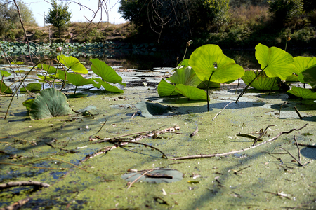 Lotus leaves on a lotuses field in a flood plain of the Volga River in the Volgograd regionの写真素材