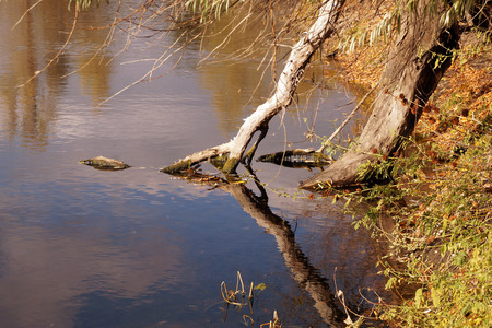 Broken tree branch on the bank of a reservoir with reflection of the skyの写真素材