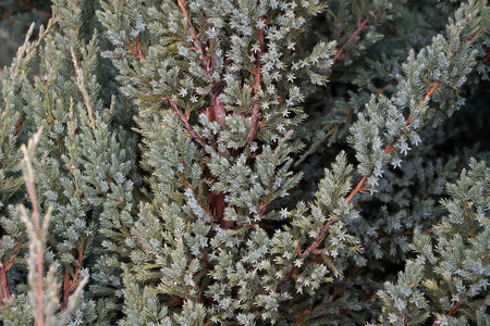 Kind of a decorative type of a juniper gardenの写真素材
