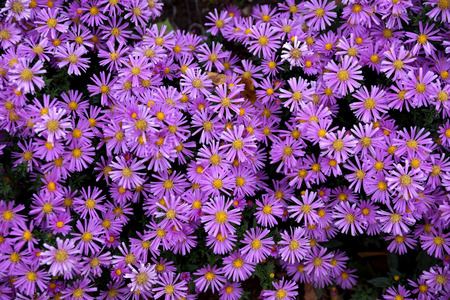 Late autumn flowers under Sentyabrinki's nameの写真素材
