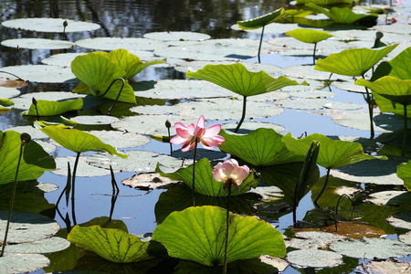 Lotuses in a flood plain of the Volga River in the Volgograd region in Russiaの写真素材
