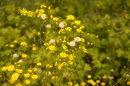 Yellow wild flowers on a lawn in the yard of an inhabited town houseの写真素材