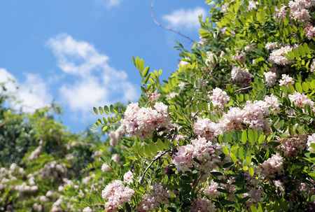 Branches of densely blossoming acacia in city conditionsの写真素材