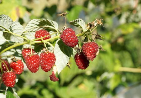 Red berries of repair raspberries on a branch in the garden