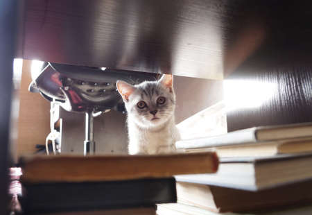 Kitten of the British breed of a gray color at homeの写真素材