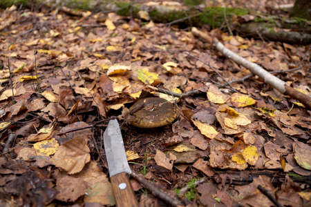 Edible mushroom Gruzd in the forest thicket in the Republic of Belarusの写真素材