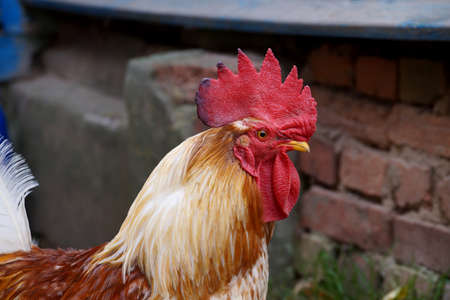 A rooster in a rural yard in a Belarusian villageの写真素材