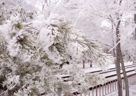 A frost-covered branch of a spruce tree in winter in a city parkの写真素材