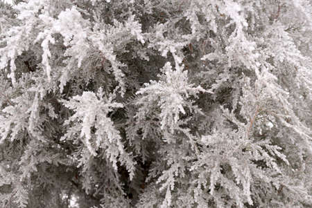 Frosted branch of the thuja tree in the city park of Volgogradの写真素材