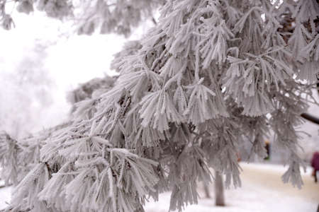 A frost-covered branch of a pine tree in winter in a city parkの写真素材