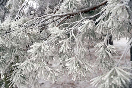 A frost-covered branch of a pine tree in winter in a city parkの写真素材