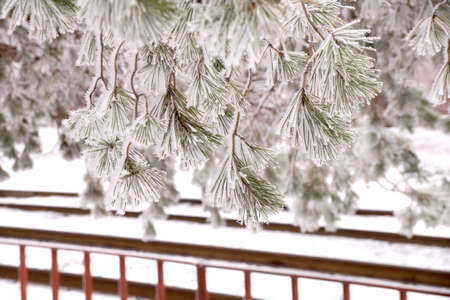 A frost-covered branch of a pine tree in winter in a city park