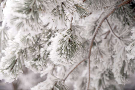 A frost-covered branch of a pine tree in winter in a city parkの写真素材