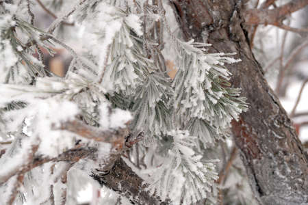 A frost-covered branch of a pine tree in winter in a city park