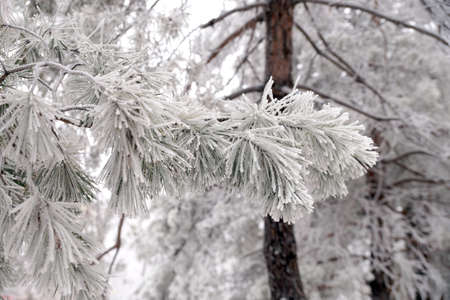 A frost-covered branch of a pine tree in winter in a city parkの写真素材