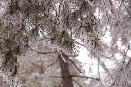 A frost-covered branch of a pine tree in winter in a city parkの写真素材