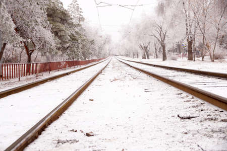A frost-covered branch of a pine tree in winter in a city parkの写真素材