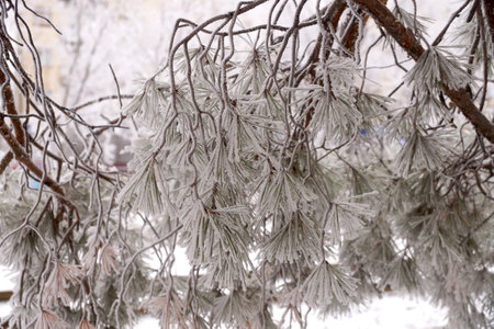 A frost-covered branch of a pine tree in winter in a city parkの写真素材