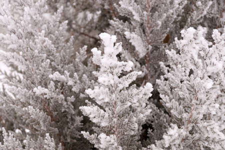 Frosted branch of the thuja tree in the city park of Volgogradの写真素材