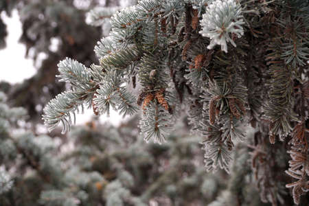 A frost-covered branch of a spruce tree in winter in a city parkの写真素材