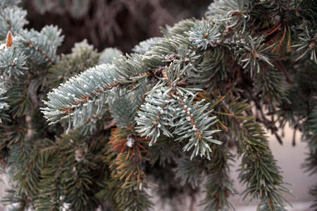 A frost-covered branch of a spruce tree in winter in a city parkの写真素材