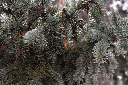 A frost-covered branch of a spruce tree in winter in a city parkの写真素材