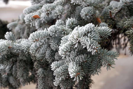 A frost-covered branch of a spruce tree in winter in a city parkの写真素材