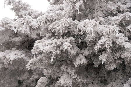 A frost-covered branch of a spruce tree in winter in a city parkの写真素材