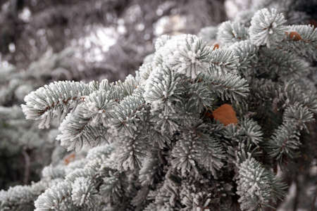 A frost-covered branch of a spruce tree in winter in a city parkの写真素材