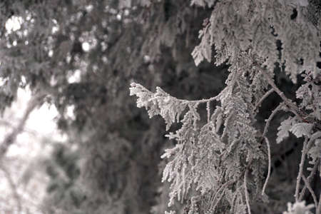 A frost-covered branch of a pine tree in winter in a city parkの写真素材