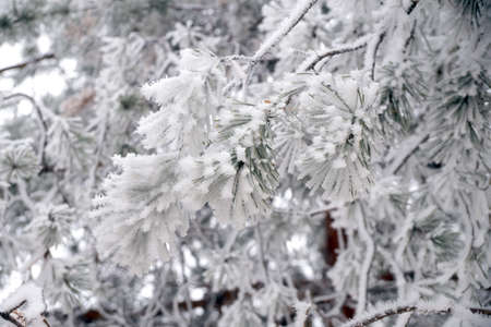 A frost-covered branch of a pine tree in winter in a city parkの写真素材