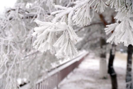 A frost-covered branch of a pine tree in winter in a city parkの写真素材