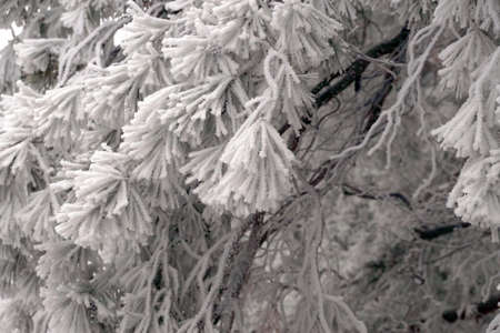 A frost-covered branch of a pine tree in winter in a city parkの写真素材