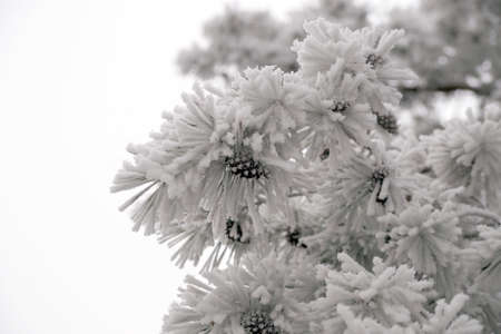 A frost-covered branch of a pine tree in winter in a city parkの写真素材