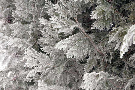 Frosted branch of the thuja tree in the city park of Volgogradの写真素材