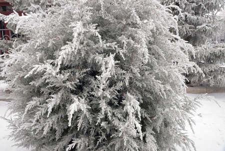 Frosted branch of the thuja tree in the city park of Volgogradの写真素材