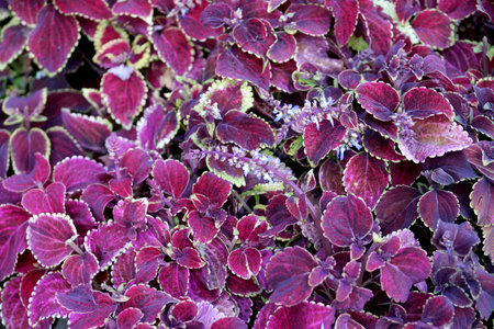 Background in the form of ornamental plants of bright flowers on bedsの写真素材