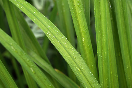 Green long leaves of ornamental plants with water dropsの写真素材