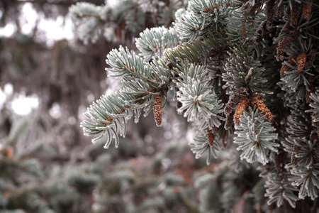 A frost-covered branch of a spruce tree in winter in a city parkの写真素材