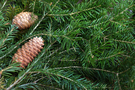 Fir cones on the cut-off green branches of a fir-treeの写真素材