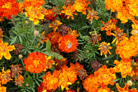 Marigold flowers from the Aster family in the village gardenの写真素材