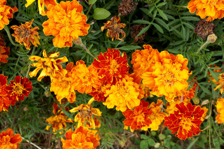 Marigold flowers from the Aster family in the village gardenの写真素材