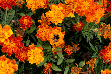Marigold flowers from the Aster family in the village gardenの写真素材