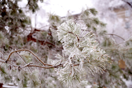 A frost-covered branch of a pine tree in winter in a city parkの写真素材