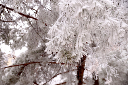 A frost-covered branch of a pine tree in winter in a city parkの写真素材